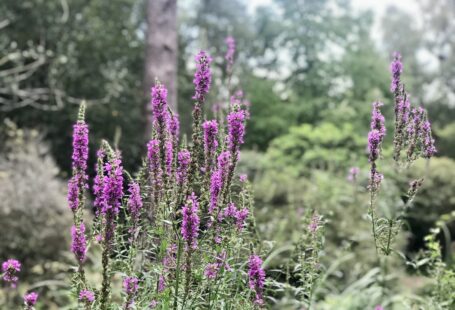 Purple Flowers in Tilgate Park